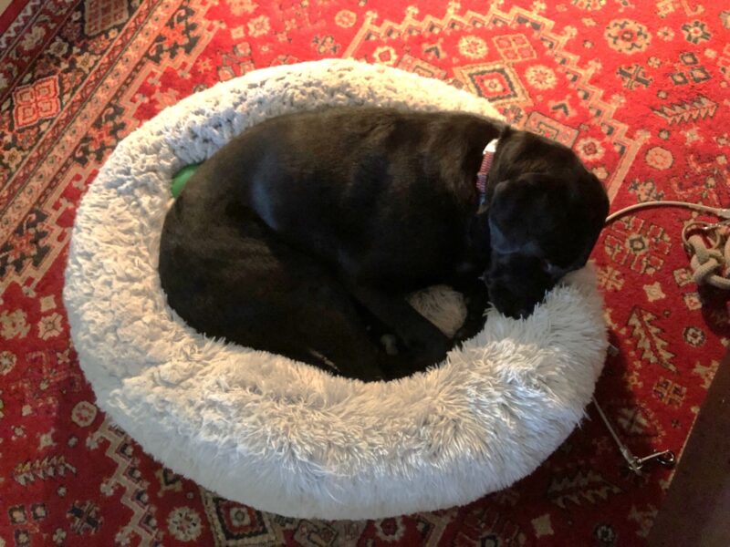 Kenza sleeps curled up in a fluffy dog bed on a red rug