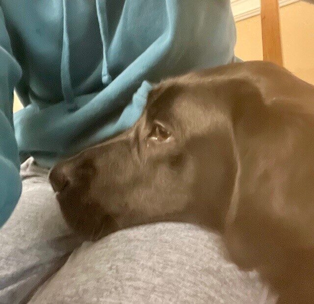 <p>Black Lab Larson practicing a chin rest on his trainer's leg.</p>