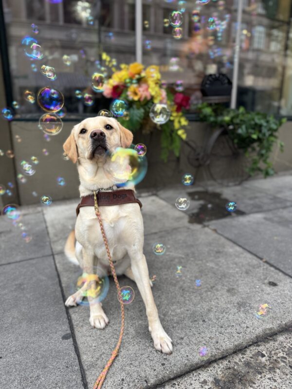 Yellow lab, Nomi, sits in front of a bike with a colorful flower arrangement and bubble machine on it. She is wearing her harness and looking at a bubble that landed on her nose.