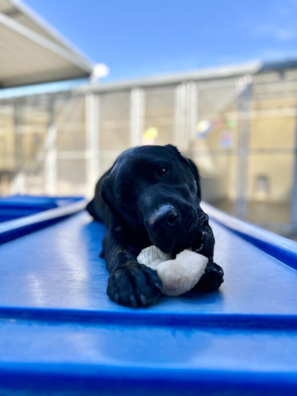 Norris is lying down on a piece of play equipment. He is chewing a nylabone with only one eye visible. Behind him the blue sky almost matches the color of the structure he is on top of.