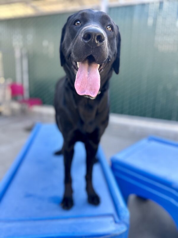 Proper is standing on a large blue play structure looking at the camera with her mouth wide open and her tongue out.