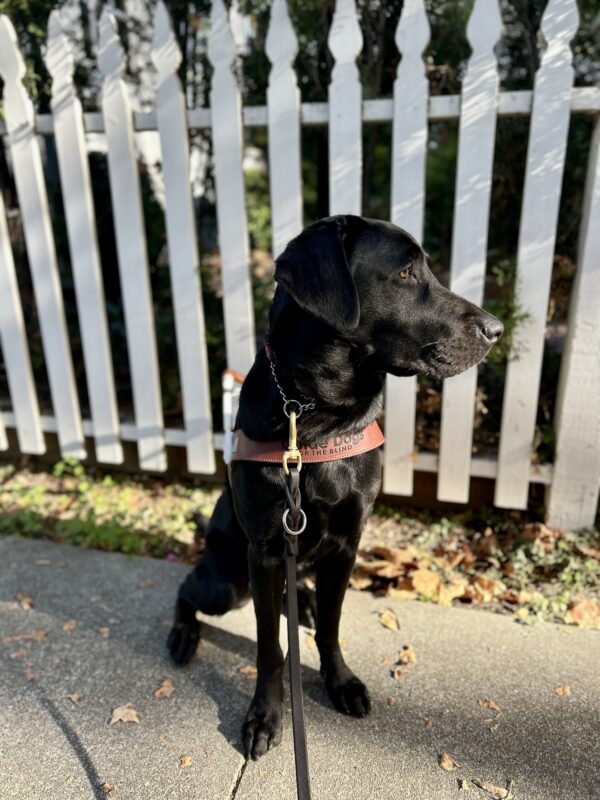 Proper sits in harness in front of a white picket fence with fall foliage on the ground. She is looking off to the side with a serious expression.