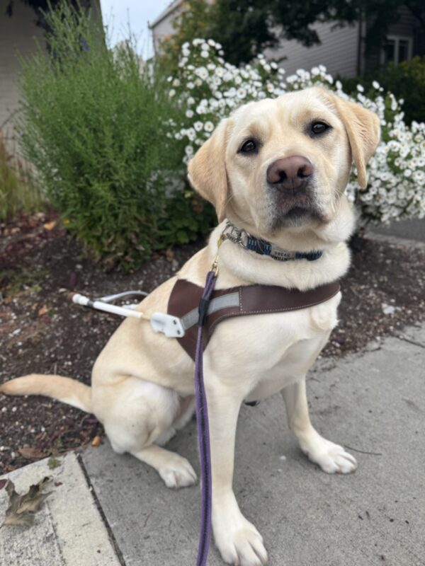 Santana sits regally in harness at the edge of the sidewalk looking toward the camera. Behind her are small bushes, one of which is covered in little white flowers.