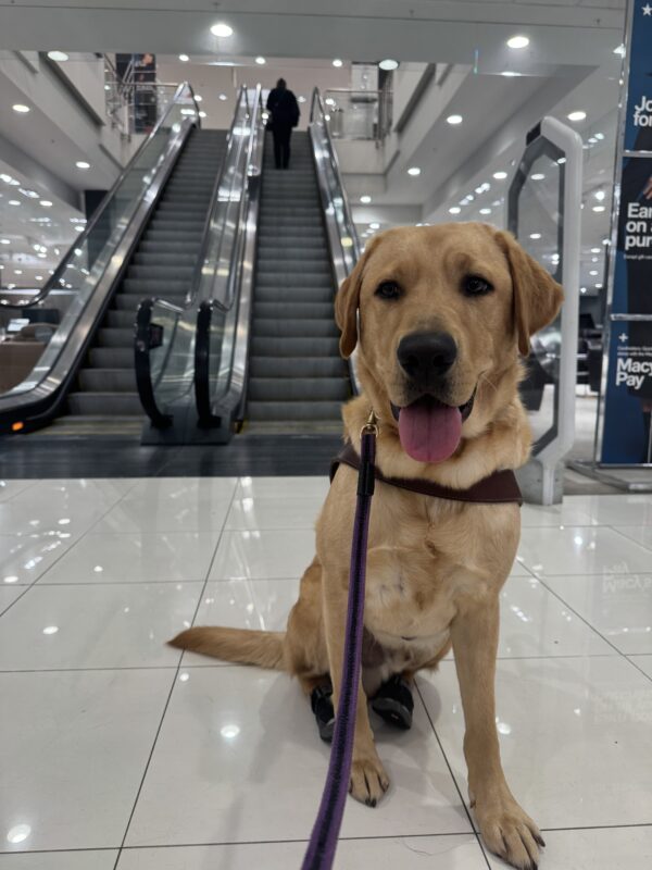 Duvall sits in harness with booties on his back feet in front of a set of escalators in a brightly lit store. He has a smile on- he crushed escalator introductions!