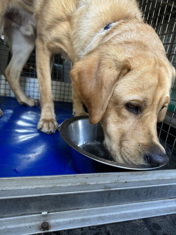 Duvall drinks water from a bowl while standing in his van crate with a bright blue kennel mat. His nose is scrunched up on the edge of the bowl because he only likes to drink from the bowl's corner!