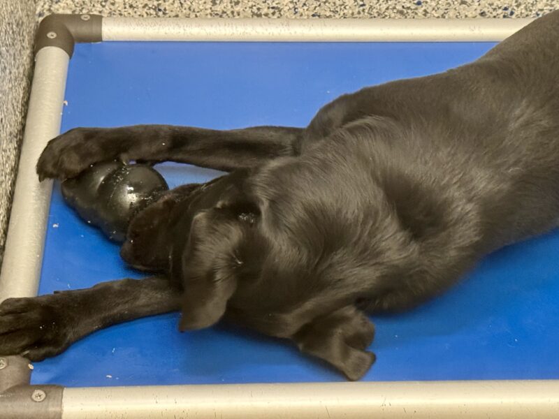 Keaton lays on her bright blue Kurunda bed getting food out of a Kong. She is very intent- her head is sideways on the bed, ears splayed, and right paw