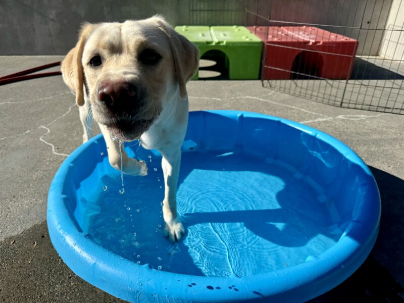 In the picture, Santana enjoys the pool in Community Run on the last warm day of the season- she likes to