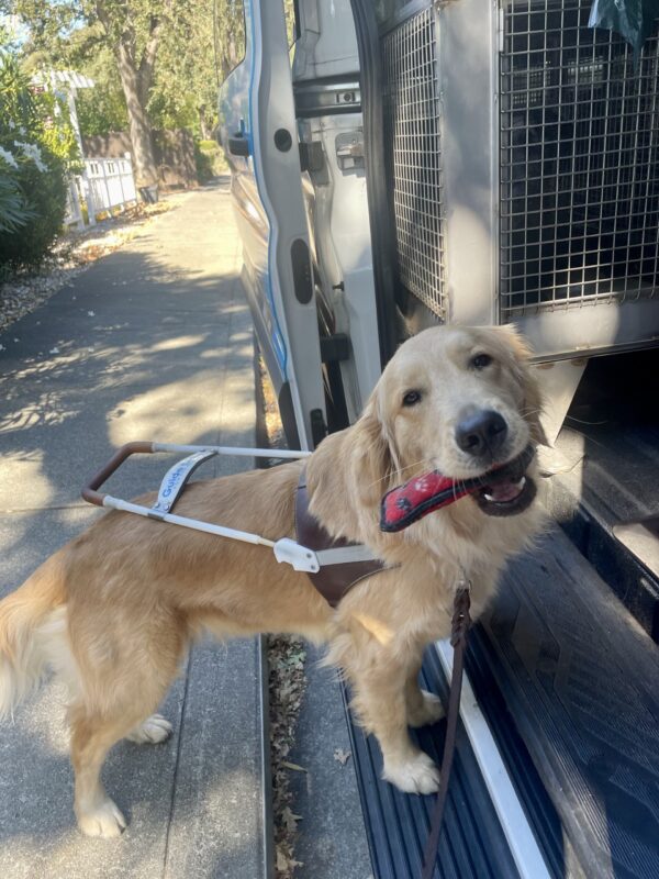 Ivy stands in harness with her front feet on the foot step of an open training van. She is looking at the camera and is gently holding a soft red bone-shaped toy in her mouth.