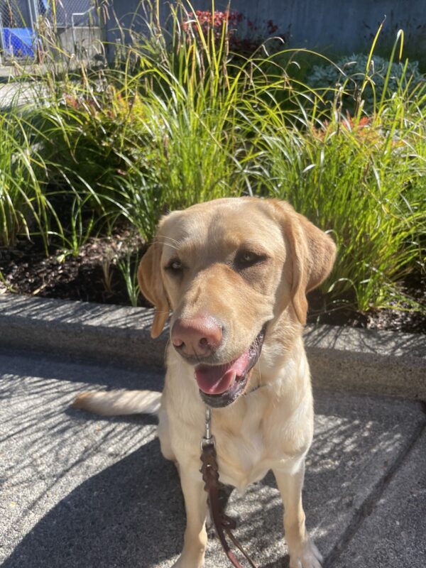 A sunny portrait of Turin, a yellow Labrador Retriever. She is looking past the camera with a relaxed, open mouthed smile on her face. She is seated on the concrete and there are some bushes visible in the background.