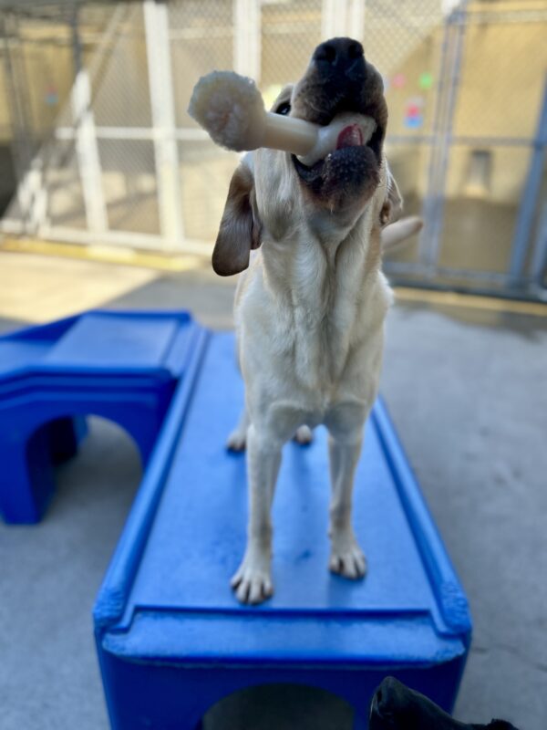 Verve is standing on a large blue play structure. His nose is pointed to the sky and he is holding a bone in his mouth, full body wagging.