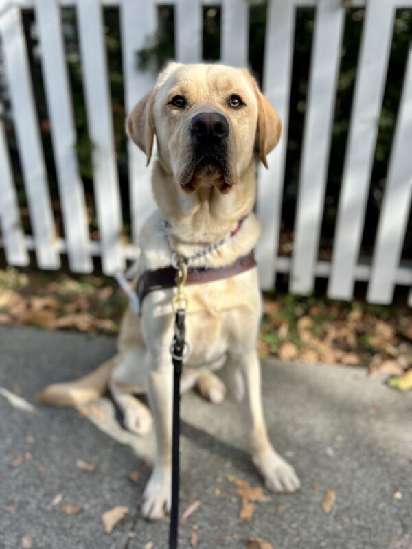 Verve sits in harness in front of a white picket fence with fall foliage on the ground. He is looking directly at the camera with his mouth closed.
