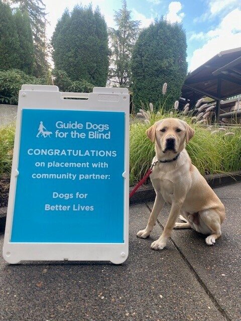 Yellow Lab Williams sitting next to a blue sign congratulating him on being accepted by DBL!