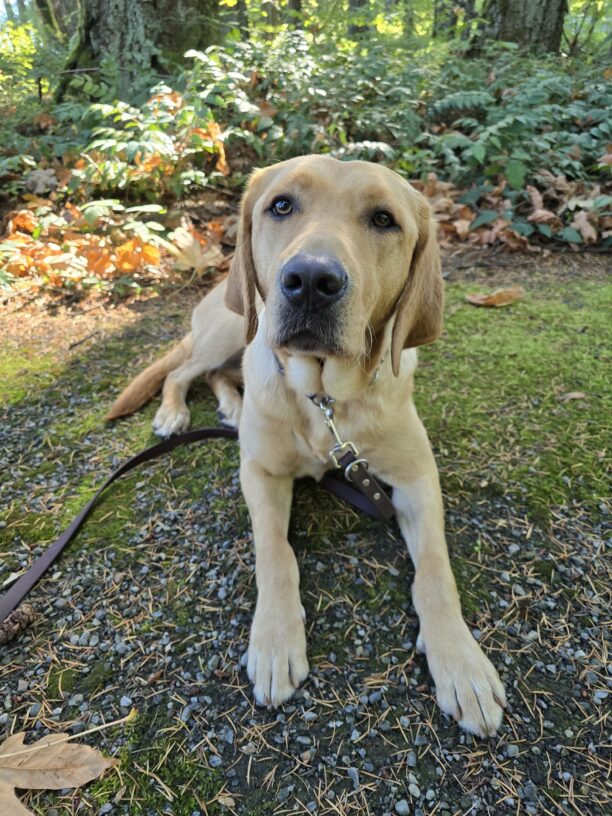 A portrait of Brulee, a yellow Labrador retriever. She is laying on a mossy trail with fall leaves around her and trees in the background.