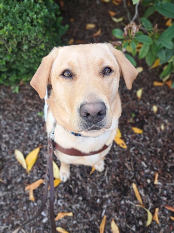 Yellow lab (Pebble) sits in harness staring ul at the camera. Pebble sits on woodchips and yellow/brown leaves.