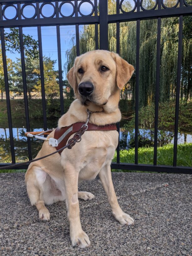 Clay sits in harness in front of a black wrought iron fence with water behind him. There is also a willow, other trees, and grass behind him adding some greenery to the scene.