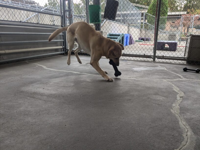 Clay has his nose on the ground as he grabs a rubber toy, and his hind legs bouncing up! There's a fence behind him with a toy bucket in our community run area.