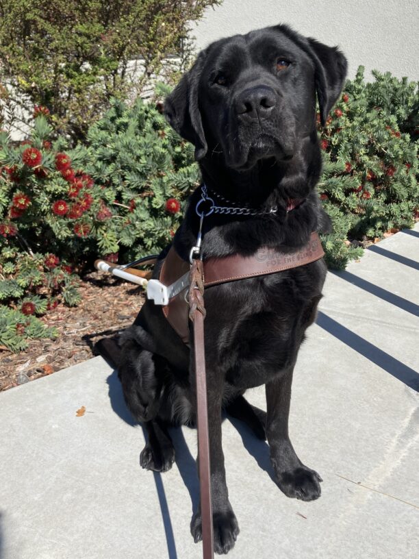 Alistair is standing in the community run yard looking at the camera. His mouth is slightly open and his tail is mid-wag.