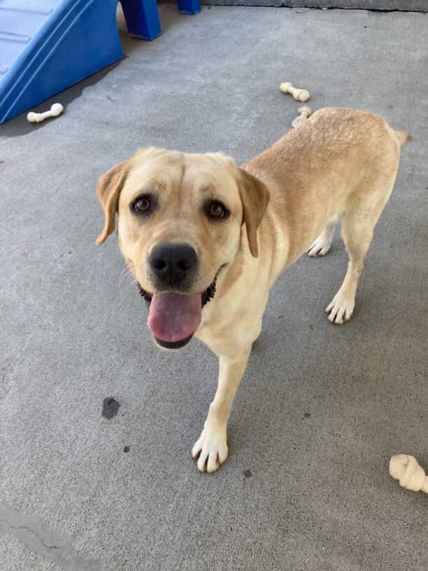 Dottie is standing in the community run yard looking up at the camera. Her tongue is hanging out of her mouth and there are several Nylabones on the ground around her.