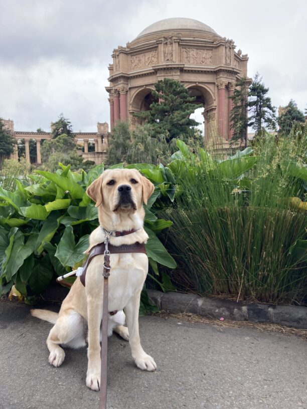 Dottie is sitting on a paved pathway in front of the Palace of Fine Arts in San Francisco. She is wearing a guide dog harness and looking at the camera with a serious expression. Behind her are several large, leafy, green plants.