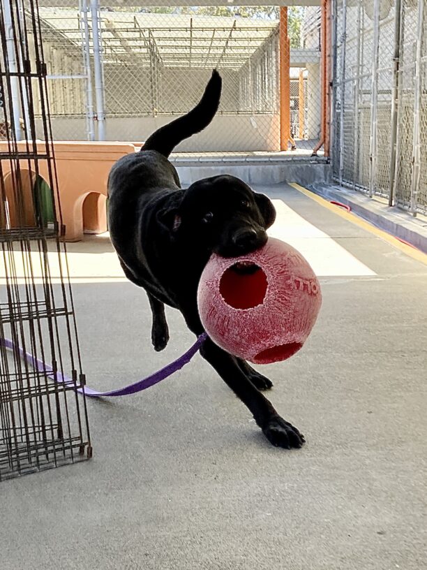 Lombard is bounding towards the camera with a red Jolly Ball in his mouth. He is mid-stride with both his rear legs off the ground, his tail high in the air, and his ears flapping in the wind.