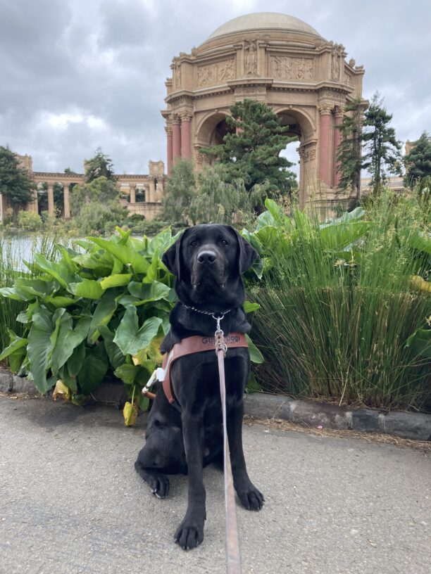 Lombard is sitting on a paved pathway in front of the Palace of Fine Arts in San Francisco. He is wearing a guide dog harness and looking at the camera. Behind him are several large, leafy, green plants.