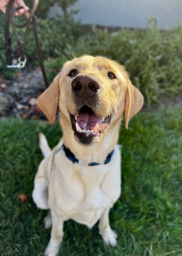 Cutie pie Wally sits on green grass and looks up at the camera with a big smile on his face.
