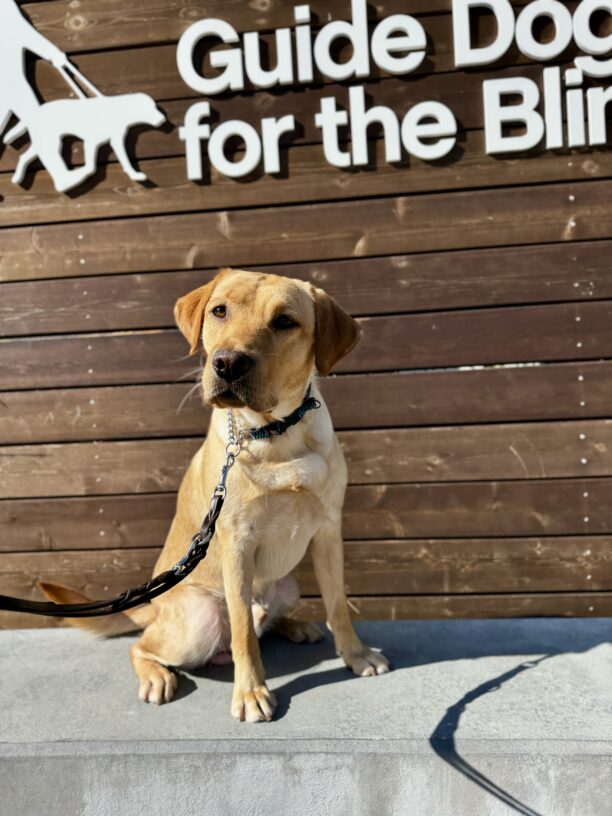Fisher sits on a low concrete wall in front of a sign bearing Guide Dogs for the Blind’s logo.