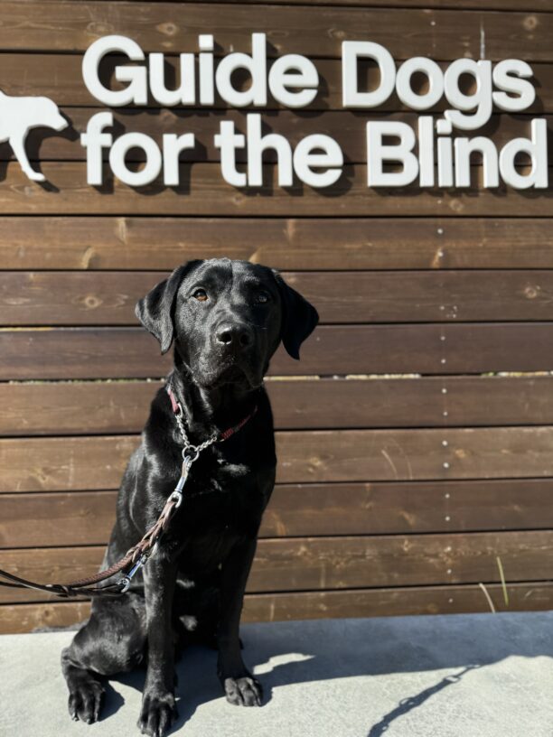 Lonny sits on a low concrete wall in front of a wooden sign bearing Guide Dogs for the Blind’s logo.