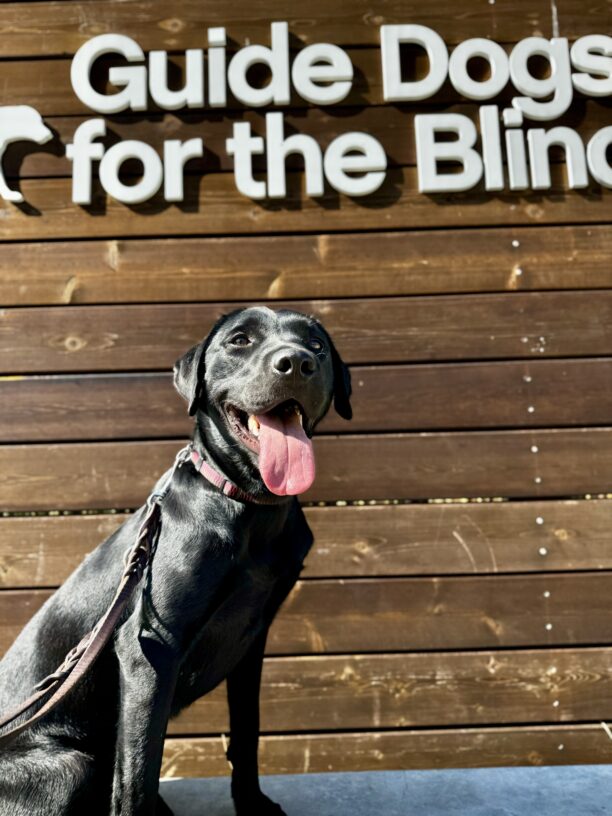 Flume sits on a low concrete wall in front of a wooden sign bearing Guide Dogs for the Blind’s logo.