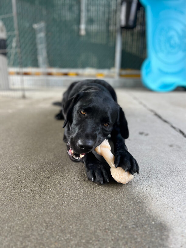 Roxette is laying down during Community Run while chewing a Nylabone. She is holding the Nylabone in between her two front paws.