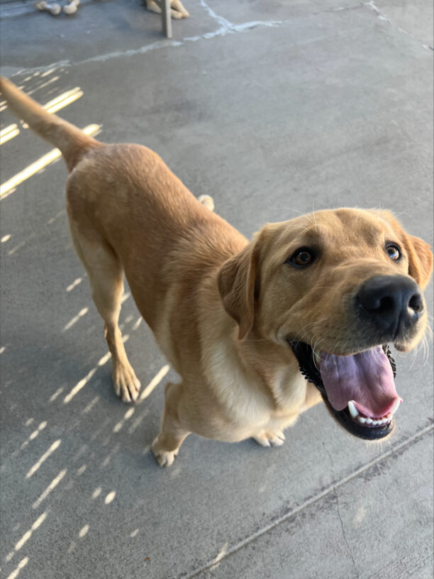 Allegro is standing looking up at the camera. His tail is mid-wag and it appears as though he is smiling.