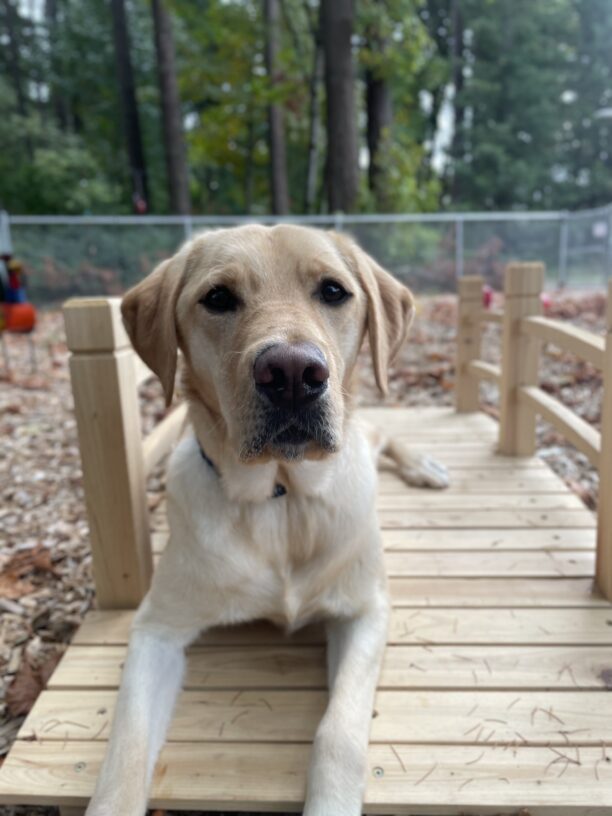 A portrait of Fellow, a yellow Labrador retriever. He is laying on a small wooden bridge in a play yard gazing directly at the camera.