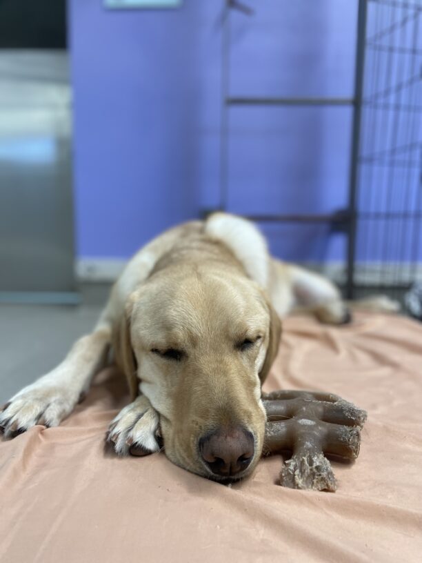 A portrait of Fellow, a yellow Labrador retriever. He is laying on an orange bed with his eyes closed sleeping. There is a fish shaped bone right next to him and a purple wall in the background.