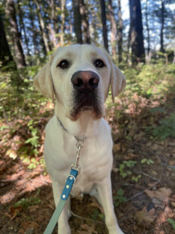 A portrait of Powell, a light yellow Labrador Retriever, as he enjoys a walk around campus. He is sitting and looking at the camera with shining eyes and an adorable dark muzzle. Some blurry foliage can be seen in the background.