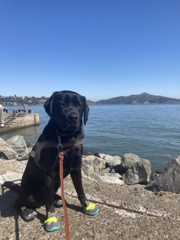 Navarone sits in harness and booties in front of the bay in Sausalito