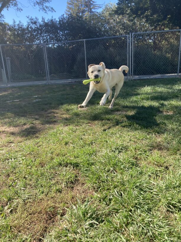 Wrangler plays with a green rubber bone in a grass paddock