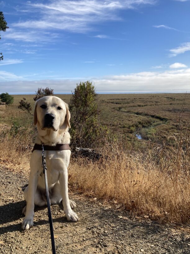 Wrangler sits in harness on a trail in front of some water