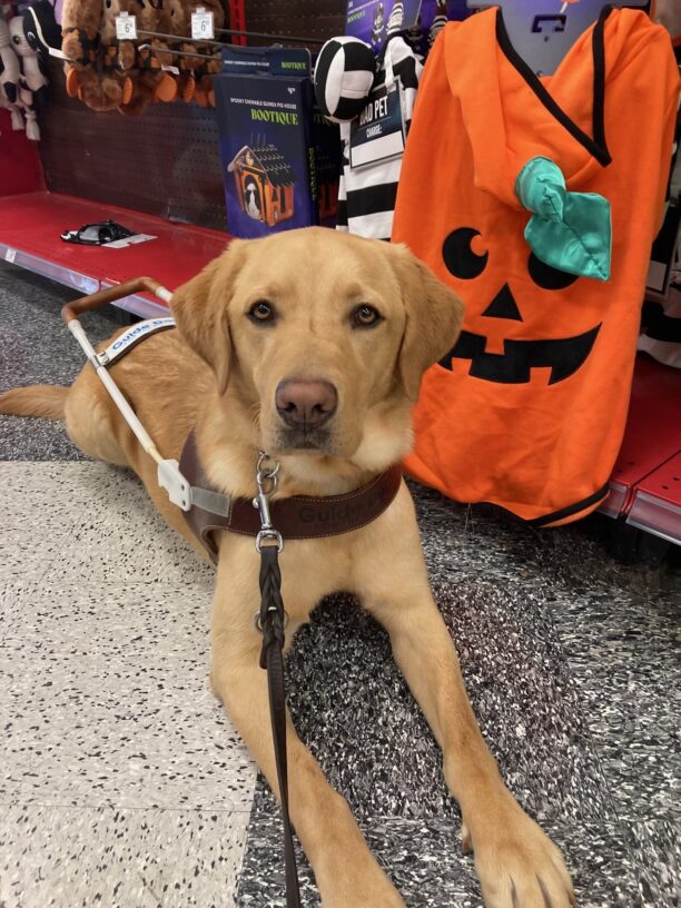 Vonda is laying down in harness in front of a pumpkin costume