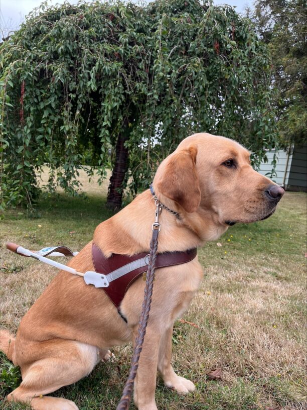 Grant (a very handsome male, yellow Labrador Retriever) is pictured seated on a grass yard in front of a weeping tree with it's branches nearly touching the ground. He is in harness and is pictured in profile.