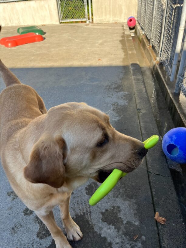 Grant (male, yellow Labrador Retriever) is in the community run play yard with a lime green rubber toy in his mouth. Also visible in the picture are several colorful Jolly Balls, a blue one in the near background and a red one in the far background. In the back ground are also a red and a green bone shaped platforms.