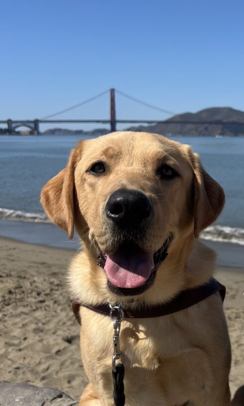 Allegro sits in harness looking at the camera with his tongue out. Behind him is a beach and the San Francisco Bay. In the distance is the Golden Gate Bridge.
