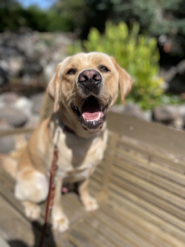 Argo sits on a wooden bench with his mouth open in a relaxed