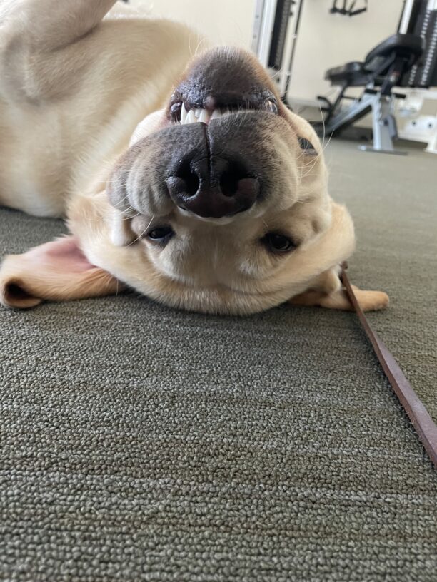 Barrett rolls onto his back while playing with his handler in the gym on the GDB campus.  His lips have drooped toward the floor, showing his teeth in an upside down 