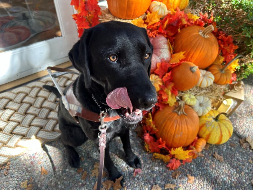 Carly is sitting in harness in front of a pumpkin display. Her tongue is licking the side of her muzzle in this playful photo.