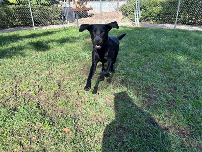 Carly is captured mid-leap while playing in the grass paddock of the CA campus.