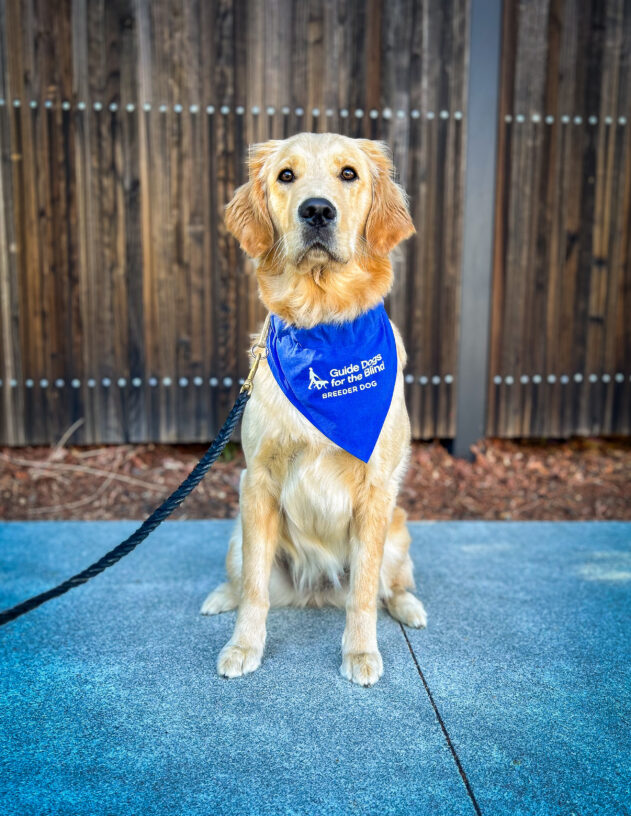 Lab/Golden cross Carmela sits on the sidewalk in front of a wooden fence. She is looking just above the camera and is wearing a blue breeder scarf