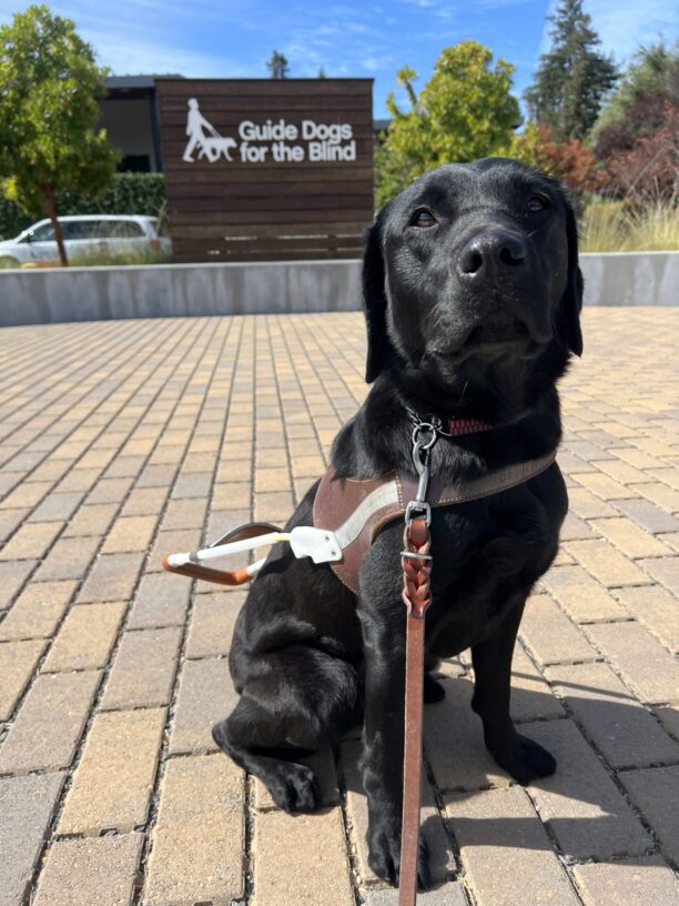 Heiress is sitting in the CA campus courtyard. She is wearing her guide dog harness and looking towards the camera. There is a wooden wall behind her that has the words 