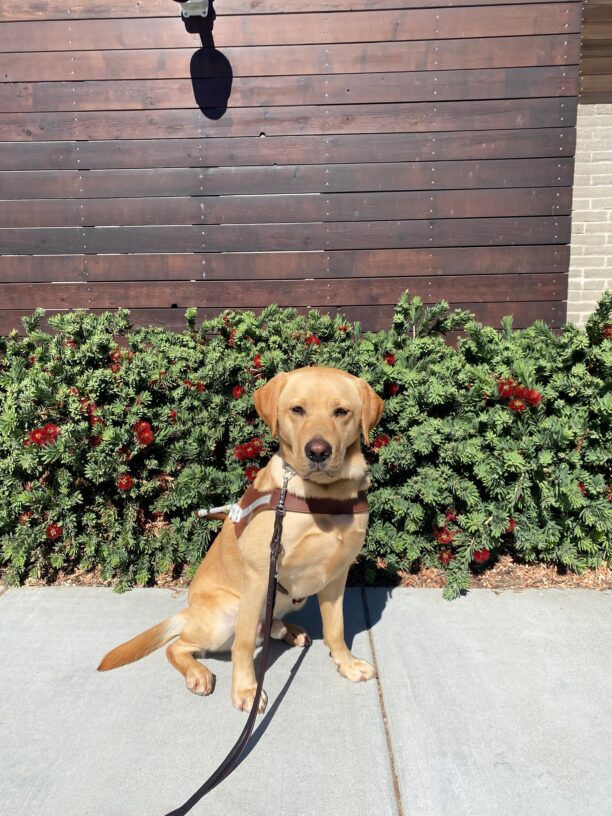 Huey sits in harness facing the camera. He is wearing a very serious expression. Behind him is a vibrant hedge with bright red flowers. The sun is shining brightly.