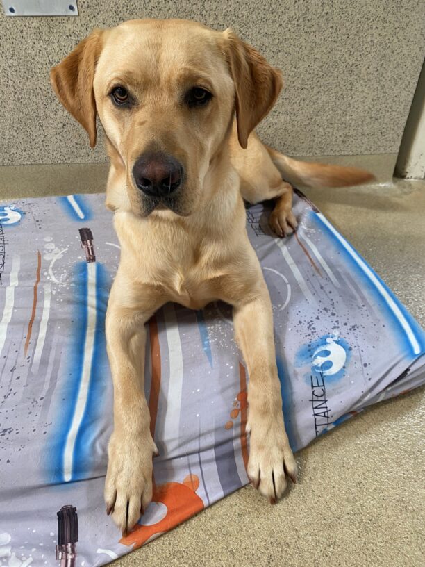 Huey is laying down on a dog bed covered in orange and blue light sabers. He is looking straight into the camera.