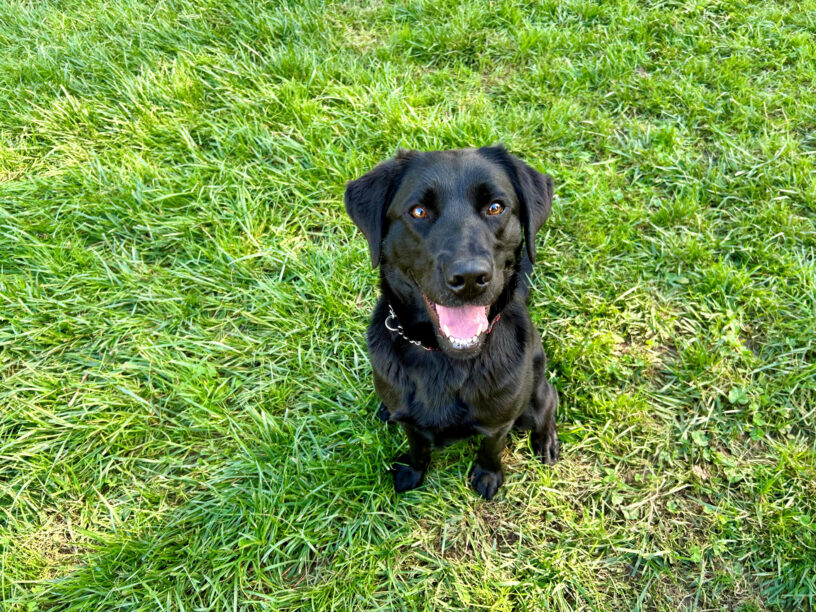 Jakarta is sitting in a grass paddock on the CA campus. She has a big smile while looking up at the camera after a fun play session.